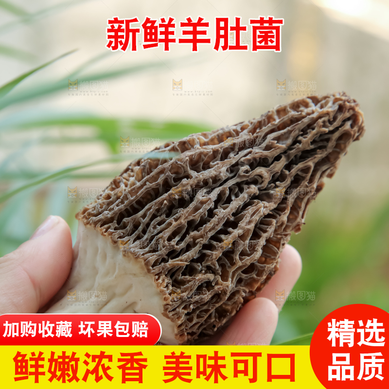 羊肚菌