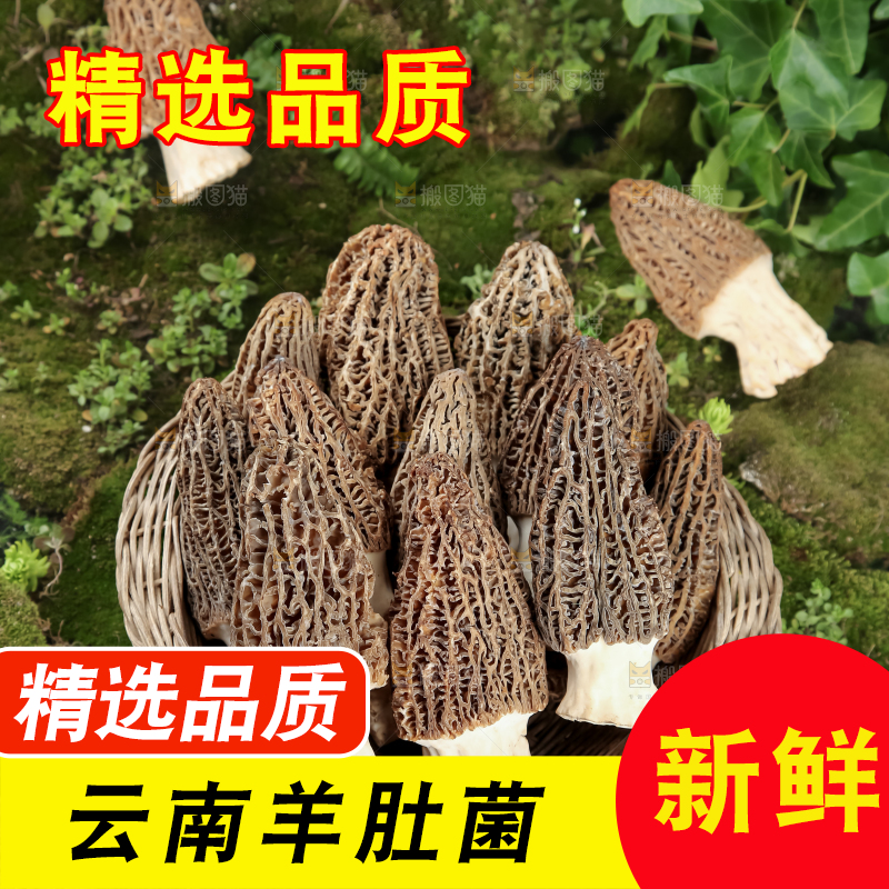 羊肚菌