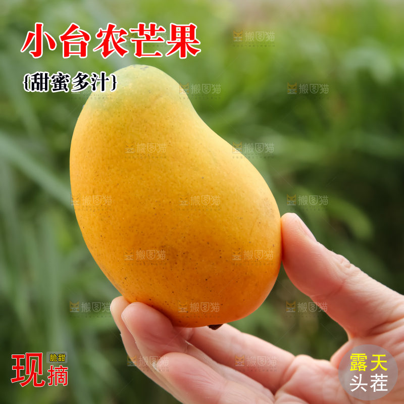 小台芒