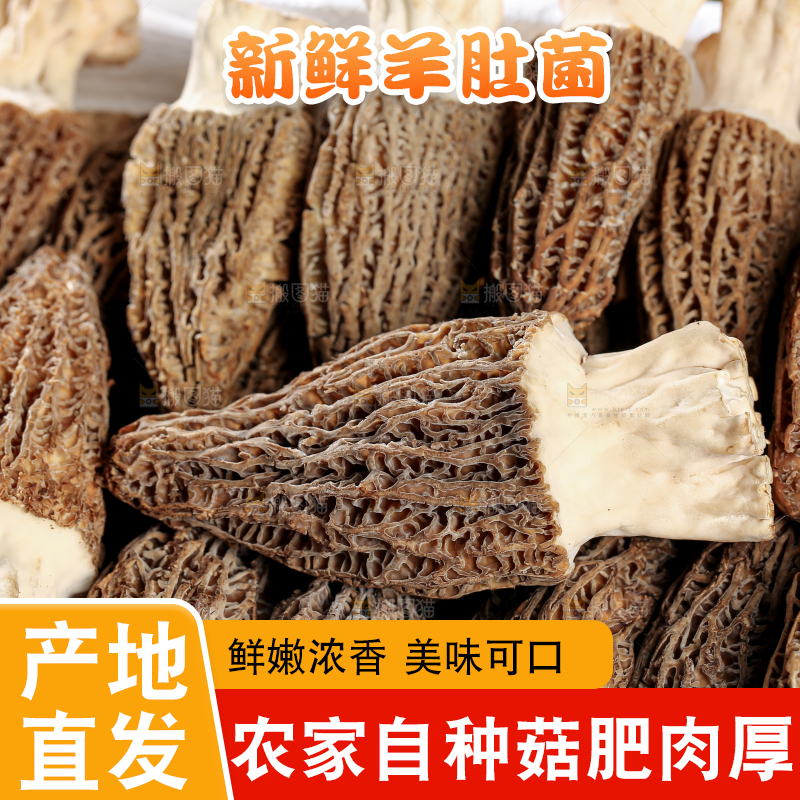 羊肚菌