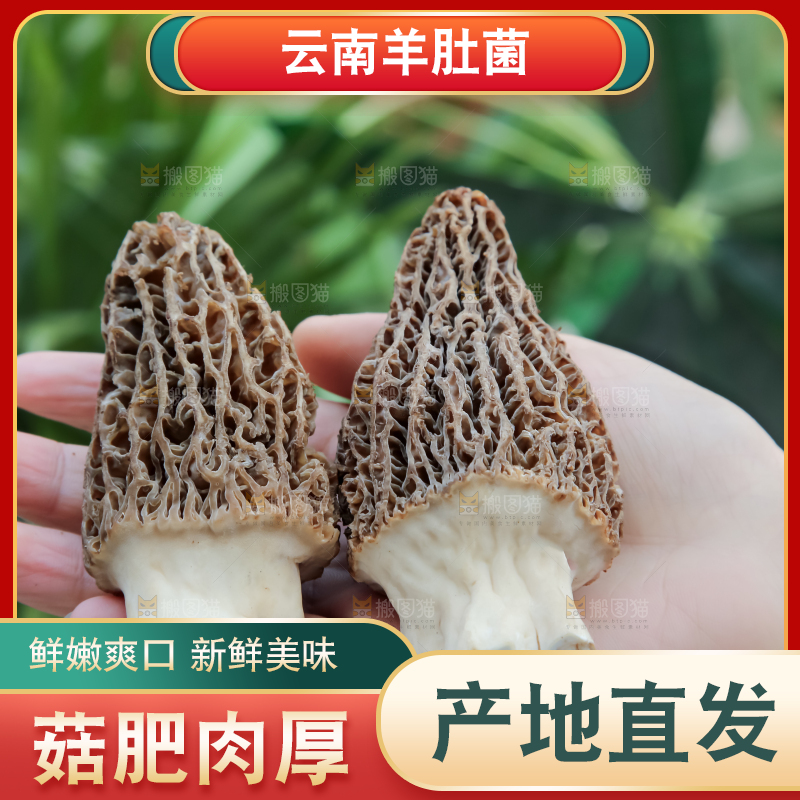 羊肚菌