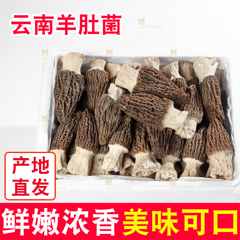 羊肚菌