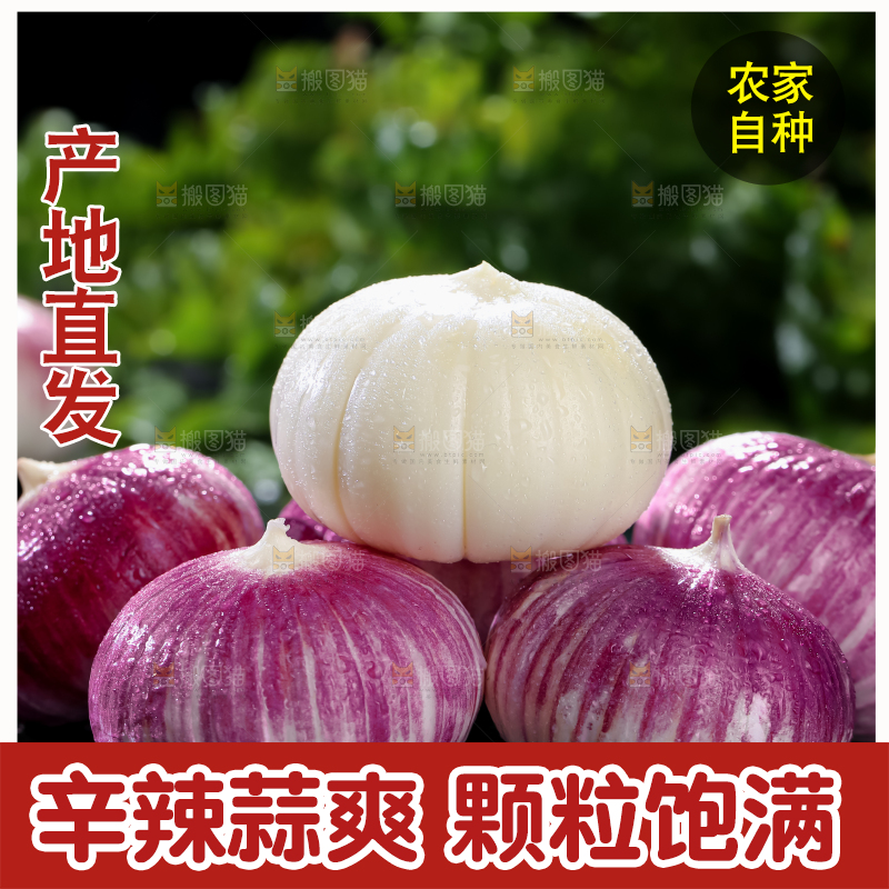 独头蒜