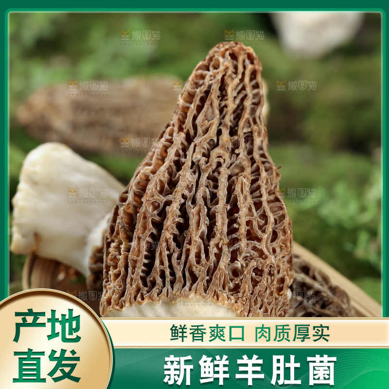 羊肚菌