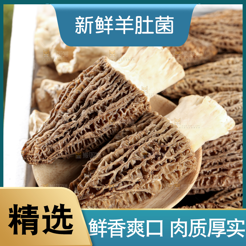 羊肚菌
