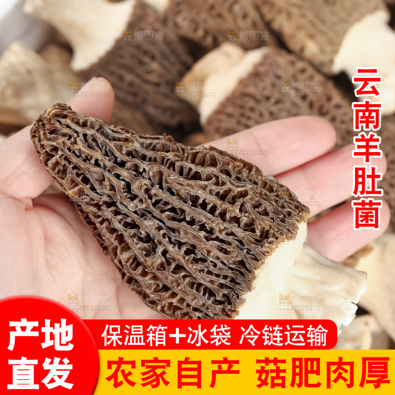 羊肚菌