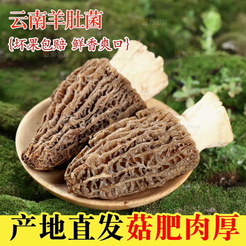 羊肚菌