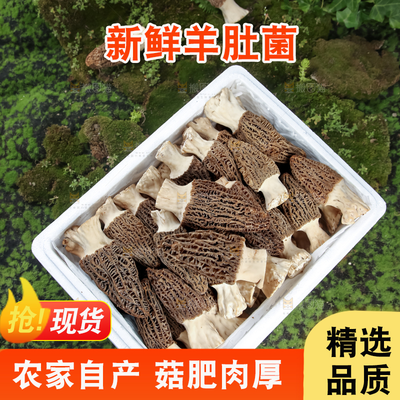 羊肚菌