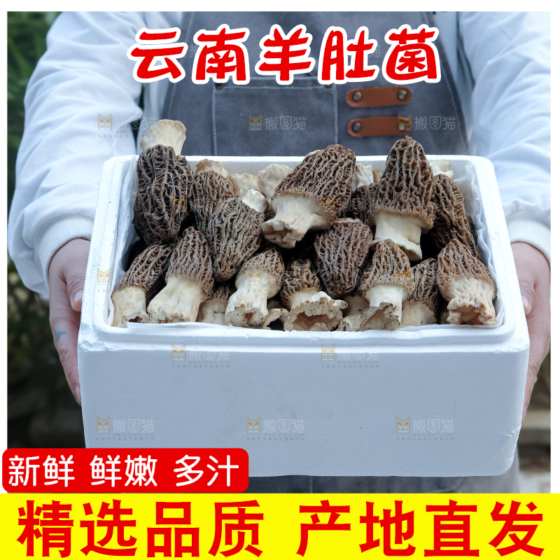羊肚菌