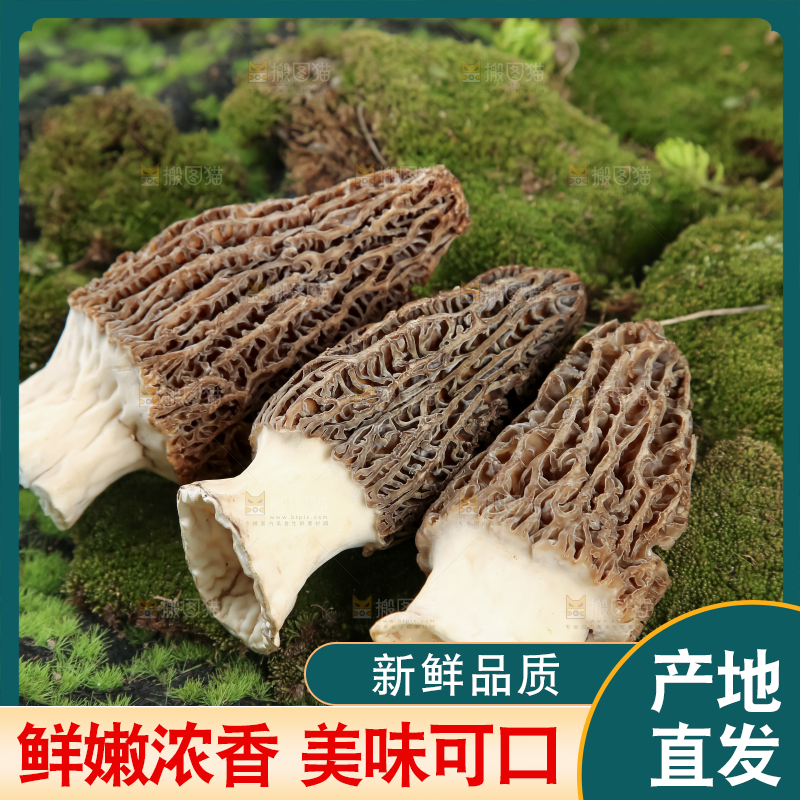 羊肚菌