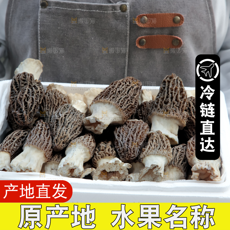 羊肚菌