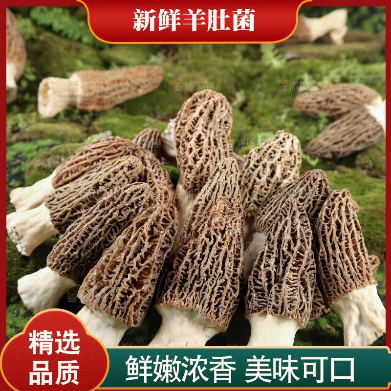 羊肚菌