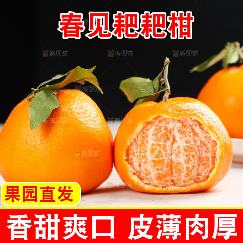 春见耙耙柑