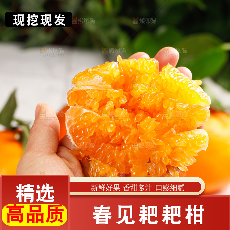 春见耙耙柑