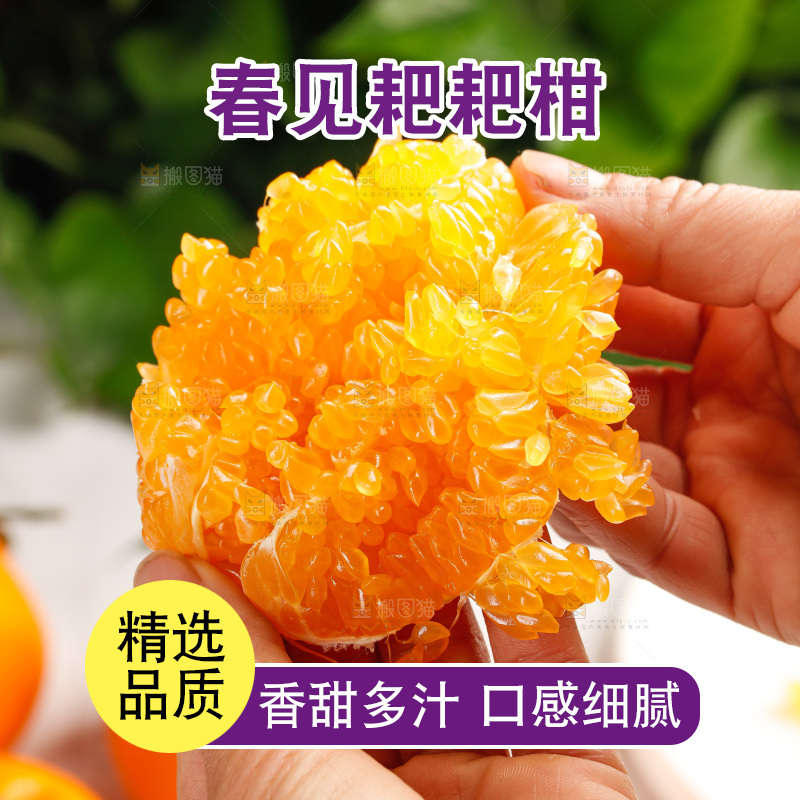 春见耙耙柑