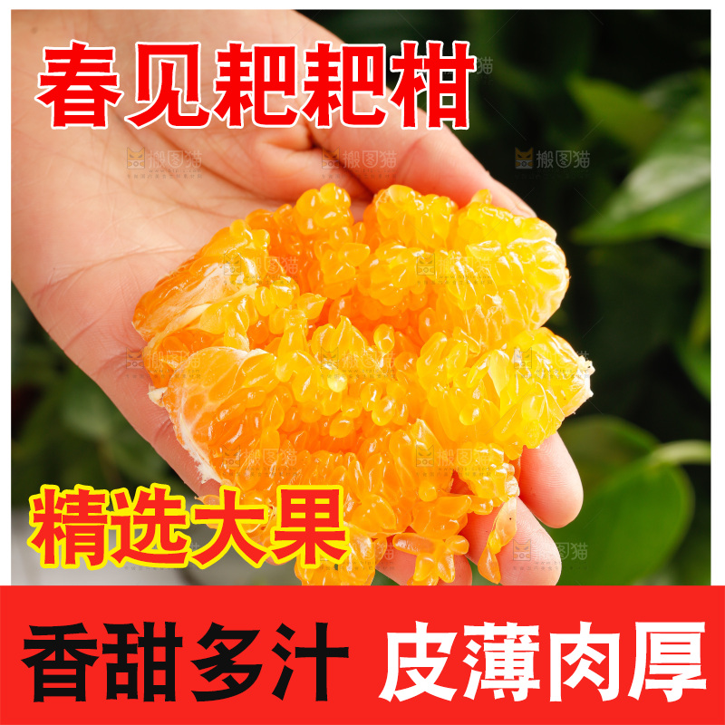 春见耙耙柑
