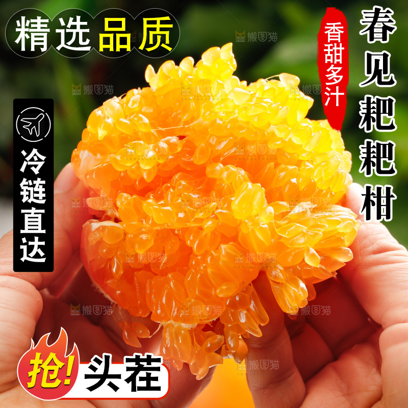 春见耙耙柑