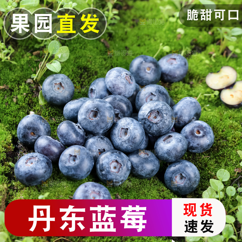 蓝莓