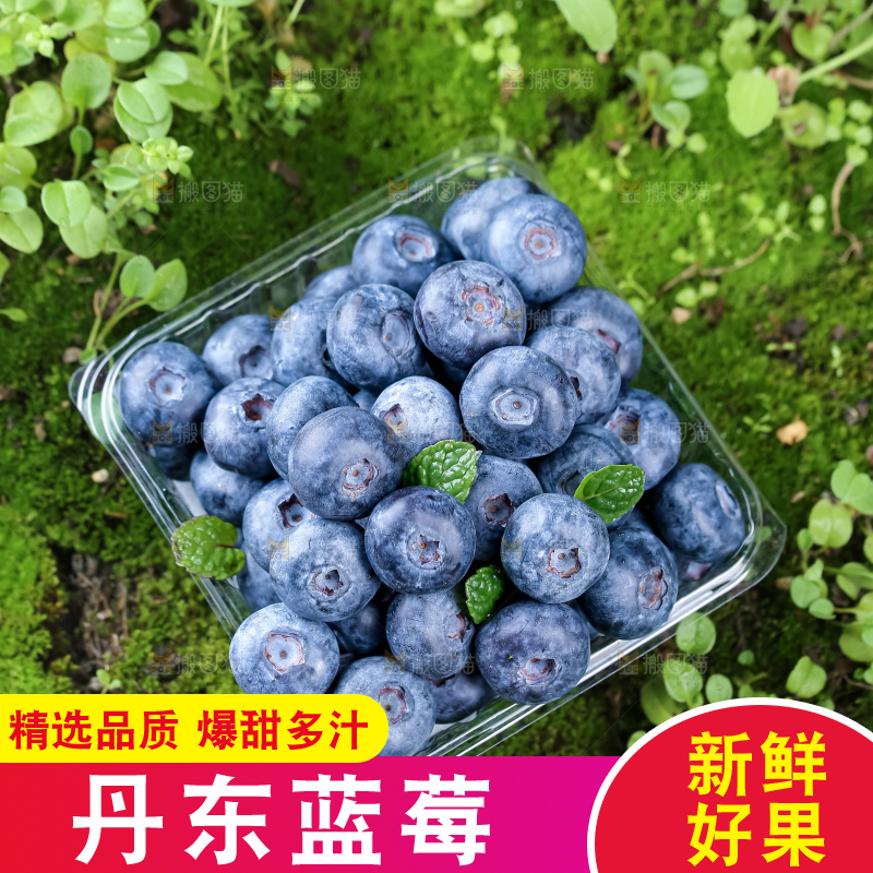 蓝莓
