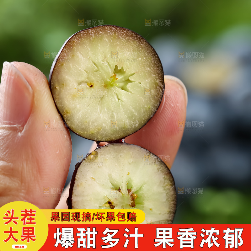蓝莓
