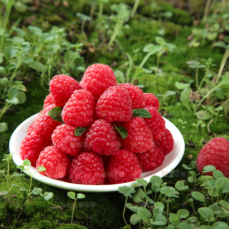 红树莓