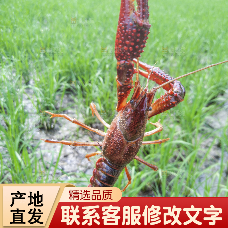 小龙虾