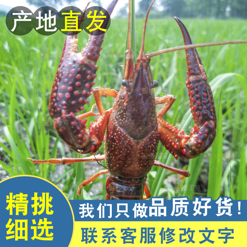 小龙虾