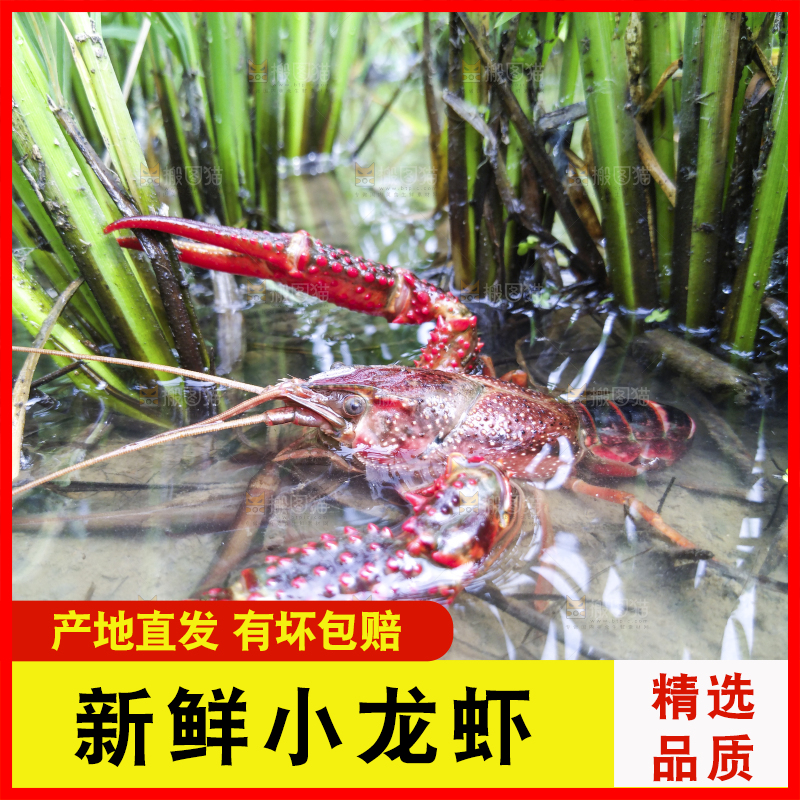 小龙虾