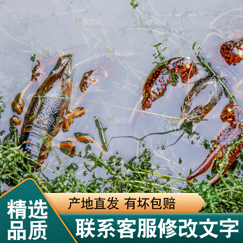 小龙虾