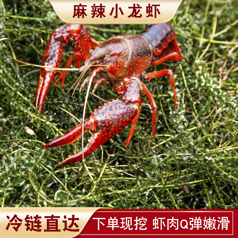小龙虾
