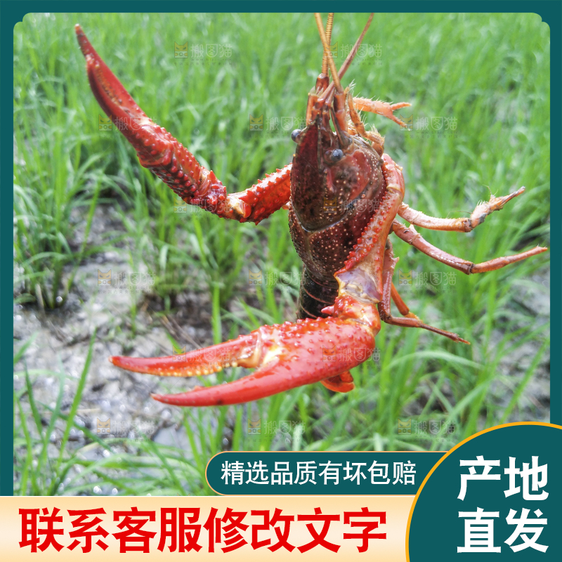 小龙虾