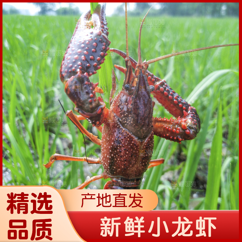 小龙虾