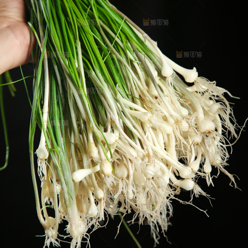 野葱