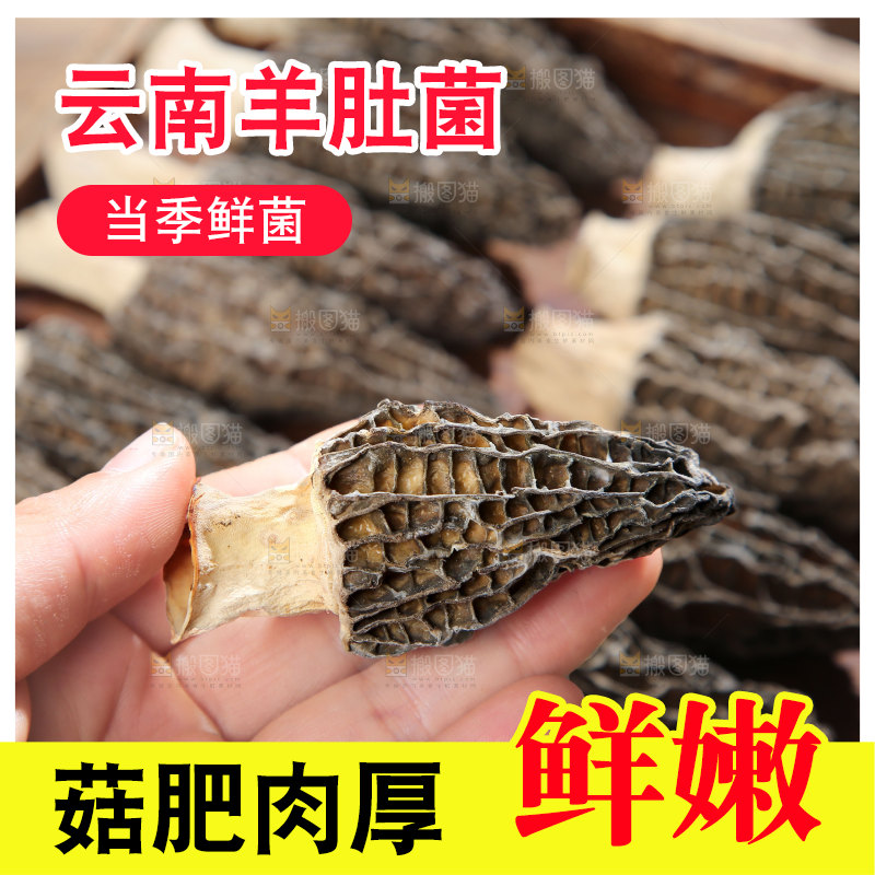 羊肚菌