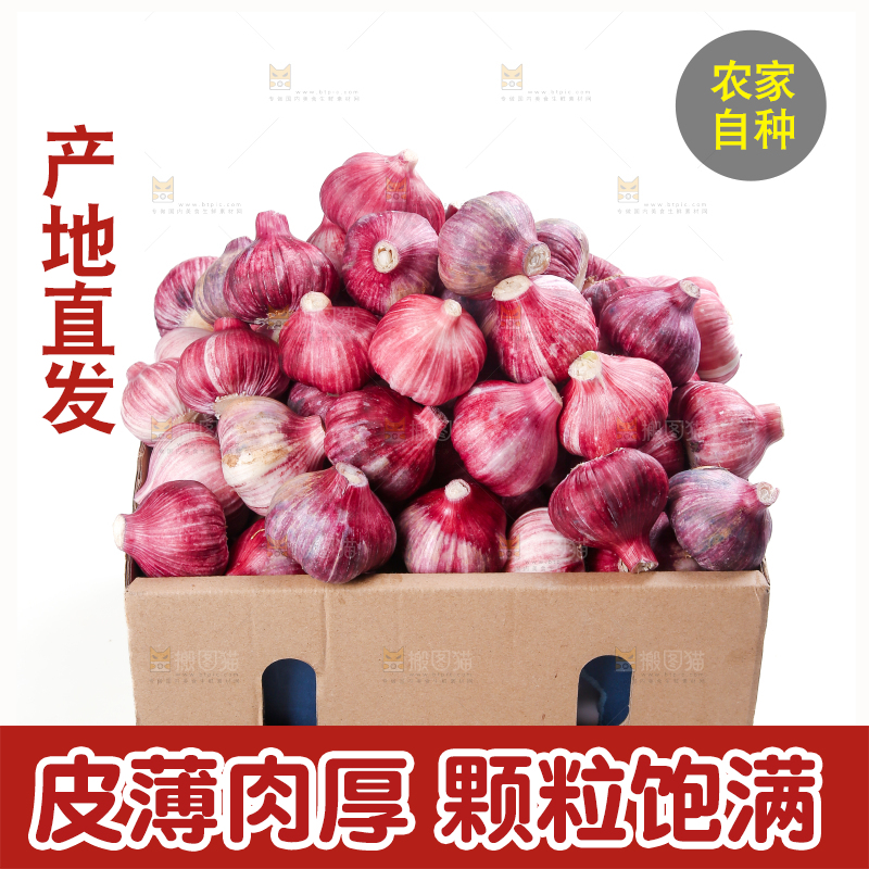 紫皮大蒜