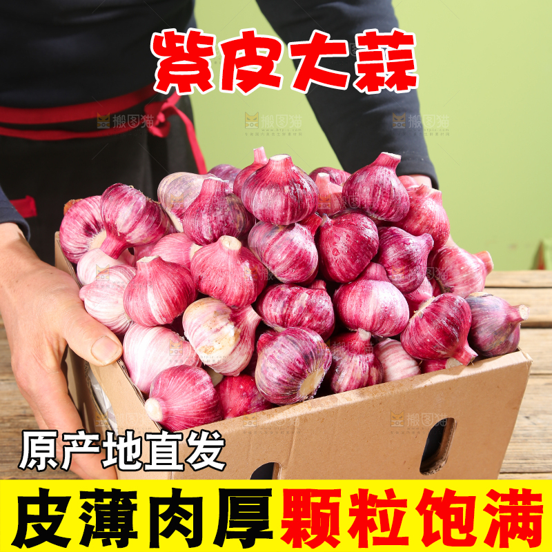 紫皮大蒜