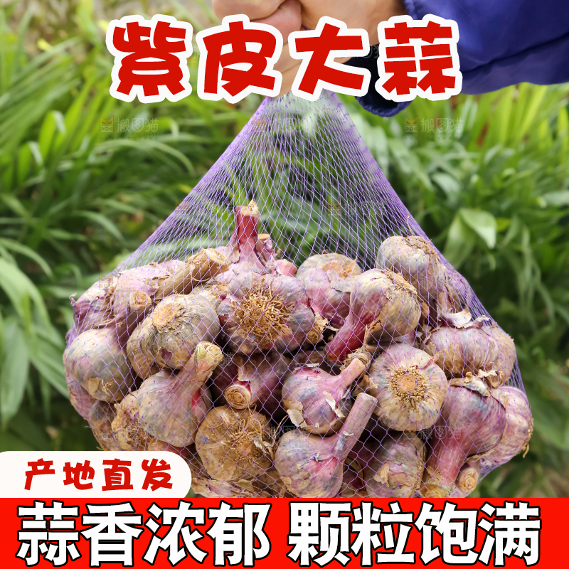 紫皮大蒜