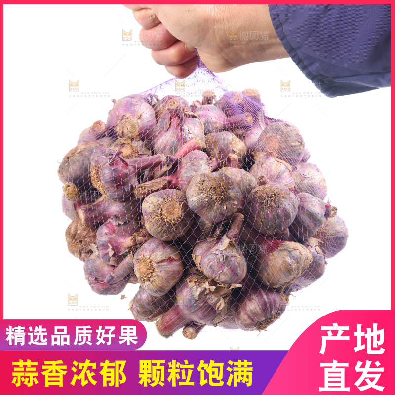 紫皮大蒜