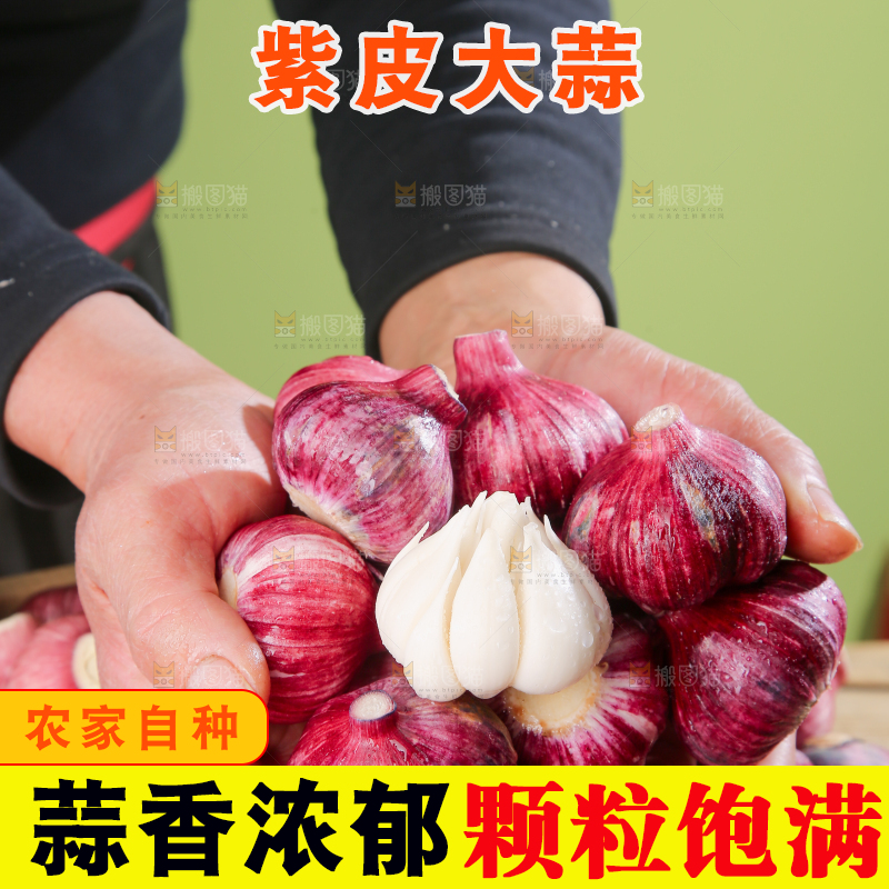 紫皮大蒜