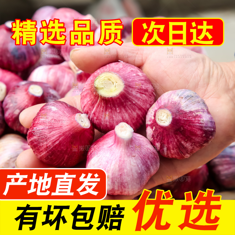 紫皮大蒜