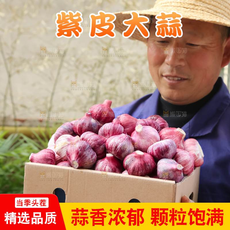 紫皮大蒜