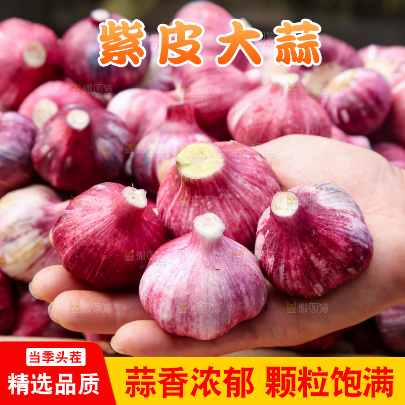 紫皮大蒜
