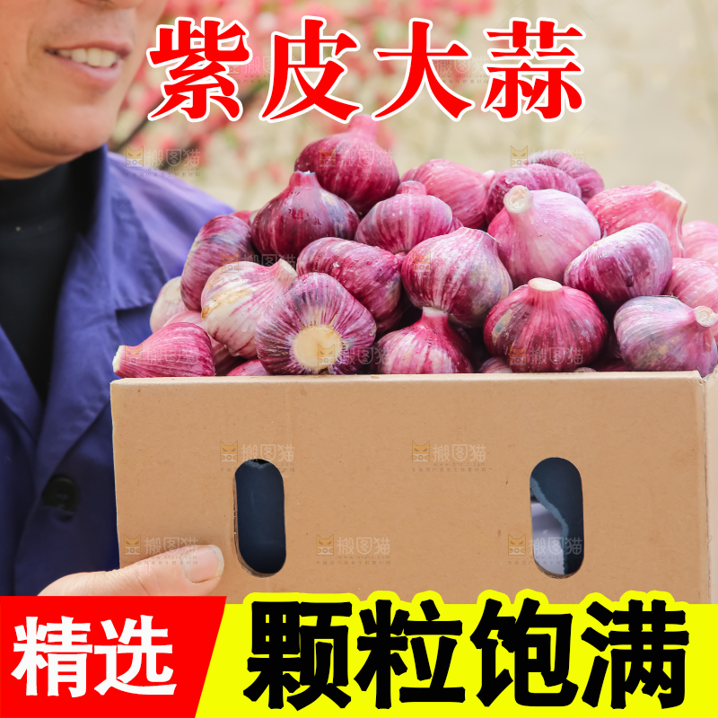 紫皮大蒜