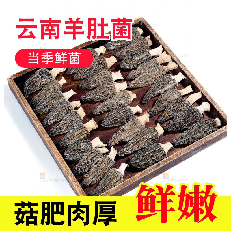 羊肚菌