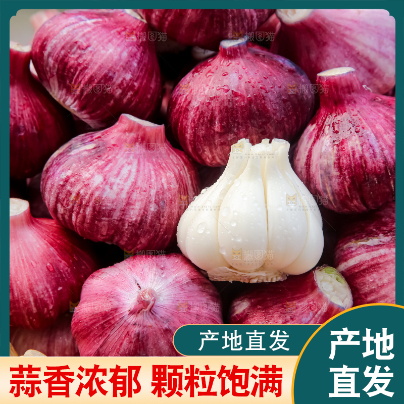 紫皮大蒜