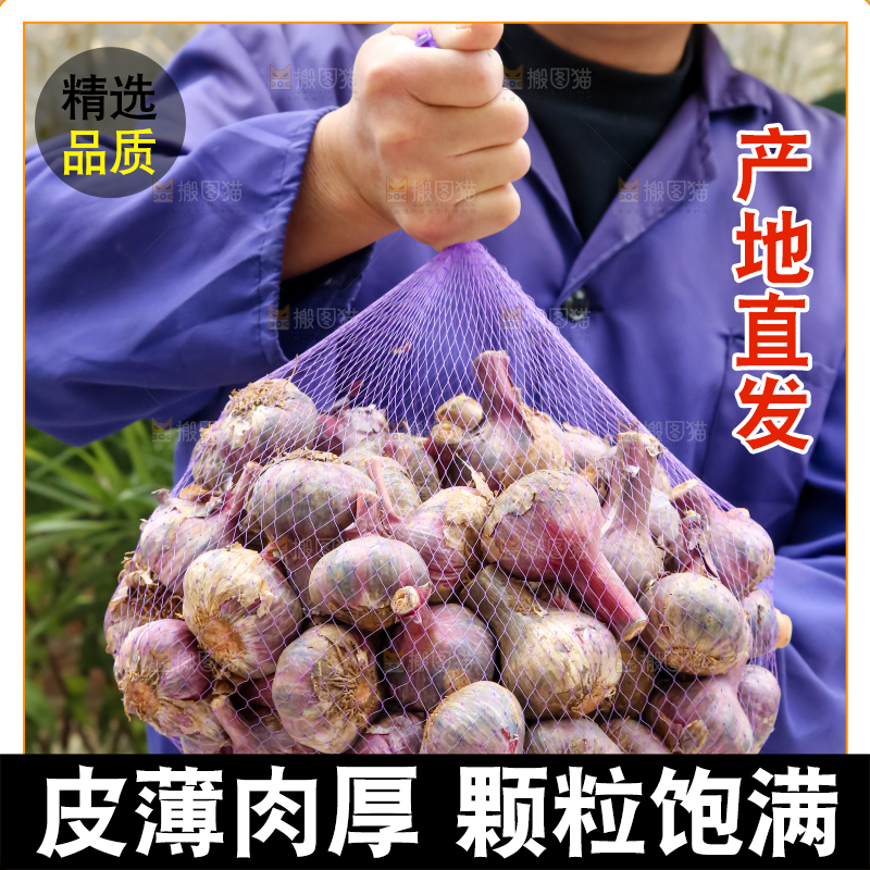 紫皮大蒜