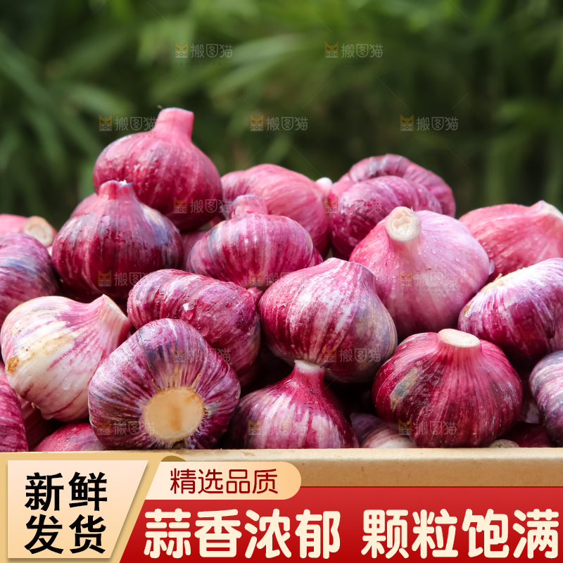 紫皮大蒜