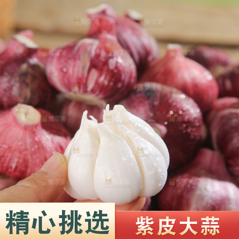 紫皮大蒜