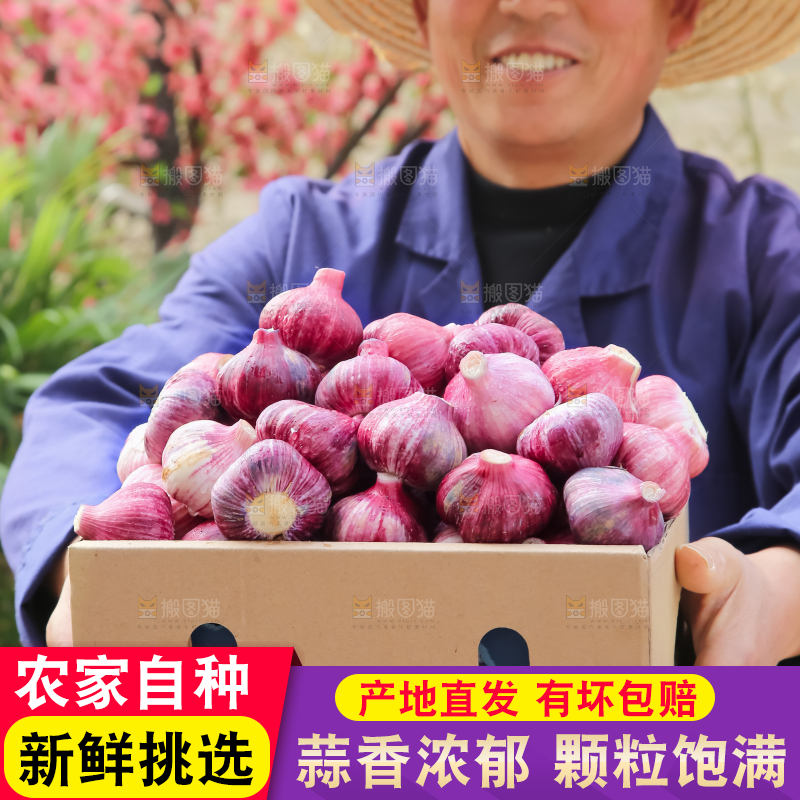 紫皮大蒜