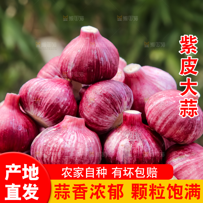 紫皮大蒜